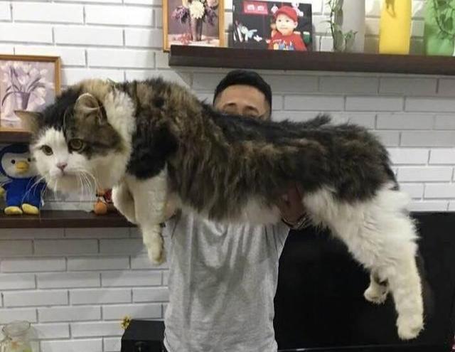 这几种猫很堪称“猫中嗲精”，撒娇卖萌最拿手，你家猫上榜了吗？