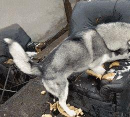 心真大！特警队想训练二哈当警犬