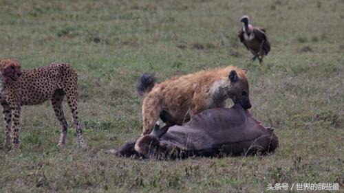 鬣狗与西伯利亚大野猪单挑，是非洲二哥胜还是陈年老猪赢？