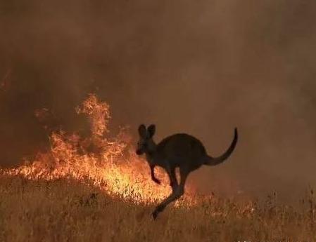澳大利亚发现3种会使用火的鸟类，澳洲4个月来的山火或是它们放的