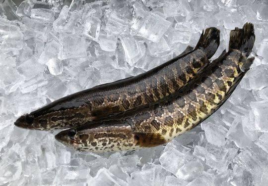 长江黑鱼“入侵”美国多地水域 专家建议捕获后立刻杀死