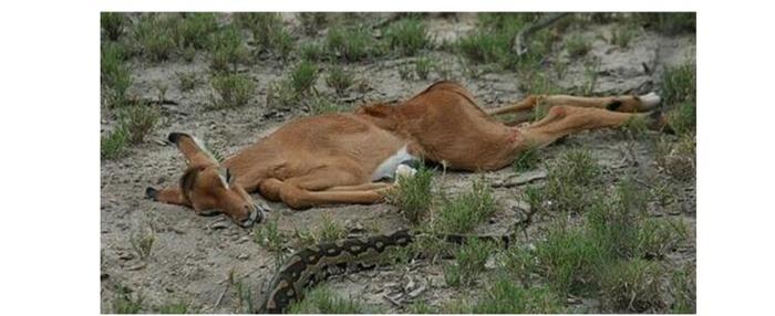 蟒蛇路遇成年羚羊，将其捕获后，进食画面令人心寒