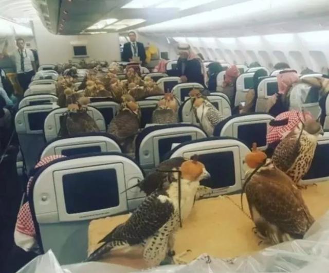 世界上最贵的宠物，迪拜土豪专属，出游都坐头等舱