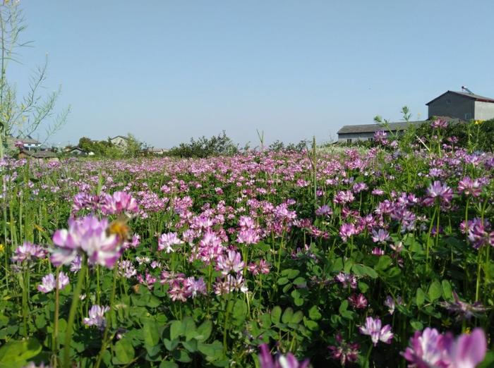 农村田间的蔬菜，开花原来这么美，城里人都不认识！