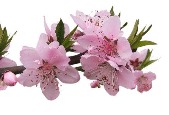 进入4月份，4属相迎来桃花运，桃花朵朵开放，喜上眉梢，财库大开