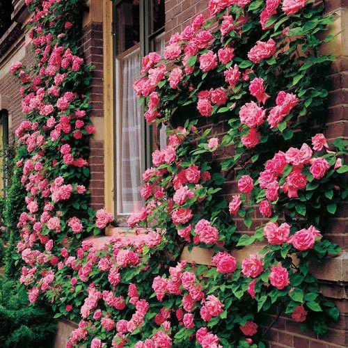9种爬藤能力特别强的开花植物，花期花朵挂满整面墙