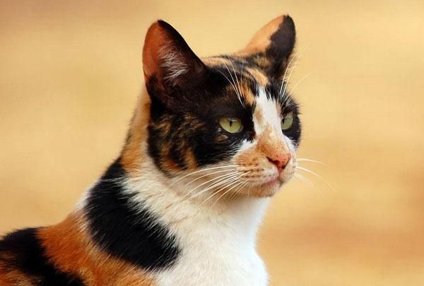 三花猫，它是来自上天给宠主的宝藏福利