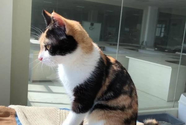 三花猫，它是来自上天给宠主的宝藏福利