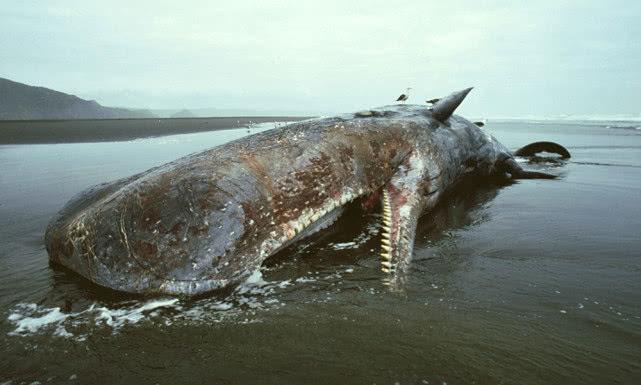 鲸落形成了一个什么样的海洋生态系统？如果没有鲸落会怎么样？