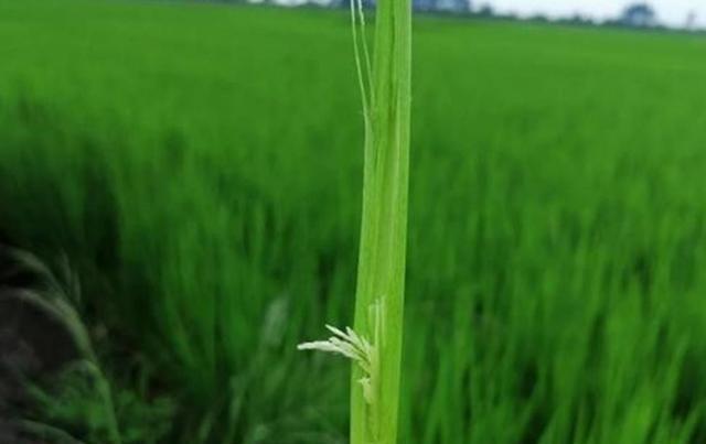 水稻防杂保纯有“措施”，利用好水稻的优势，提高种植水平