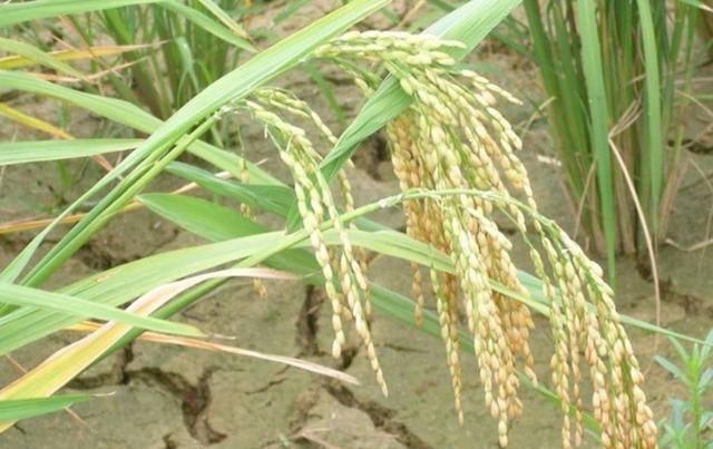 水稻防杂保纯有“措施”，利用好水稻的优势，提高种植水平