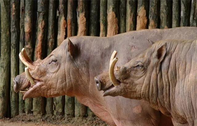 威力无穷的3大生物，连天敌都不怕，最终却败在自己手上！