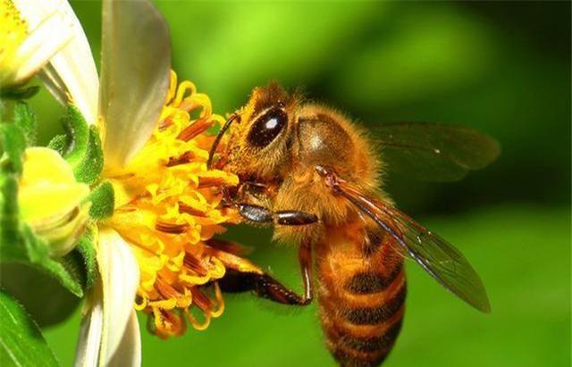 威力无穷的3大生物，连天敌都不怕，最终却败在自己手上！