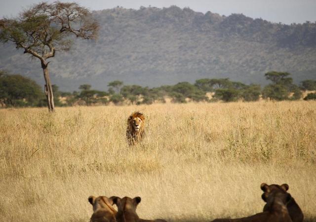 草原上的世仇，狮子与斑鬣狗