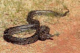 世界上十大蟒蛇排行榜，最长可达15米，重1134公斤！​