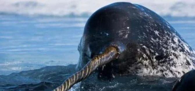 海洋独角兽，头上的3米长牙价格昂贵，是地球上最神秘的海洋动物