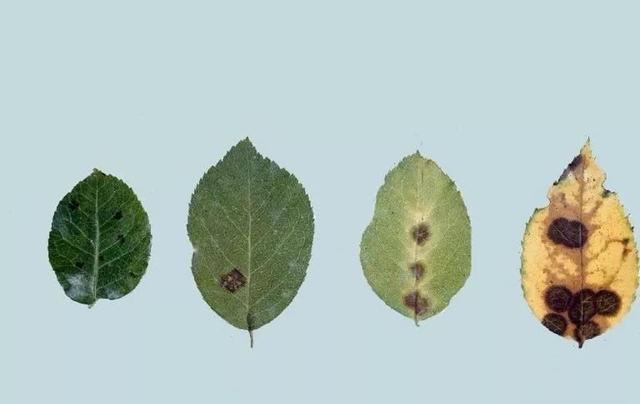 如何控制月季花的叶子不断长斑掉叶，感染真菌病害的处理技巧