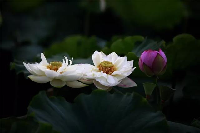 夏天太热，去普者黑看荷花打水仗 从头湿到脚的凉爽