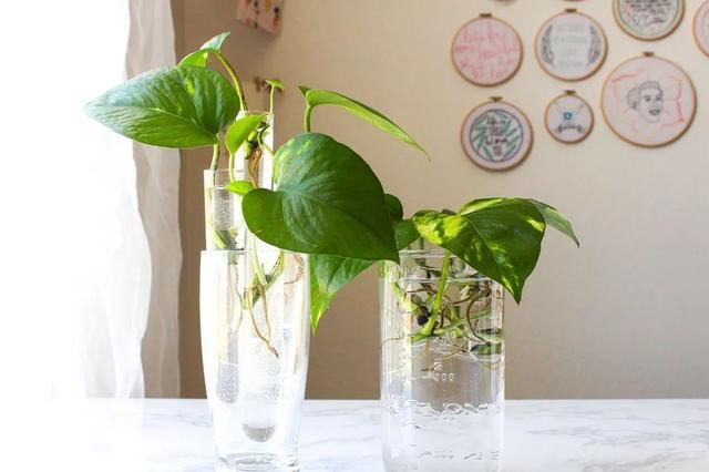 在小杯子里用绿萝的枝条水培扦插，摆放在桌面上特别清新亮丽