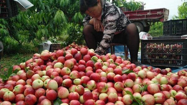 超20万吨成熟，市场卖成“白菜价”，果农：今年是怎么了