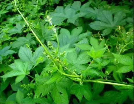 小时候常见又叫不上名的植物，终于知道叫啥了，太全了