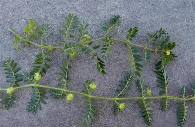 小时候常见又叫不上名的植物，终于知道叫啥了，太全了