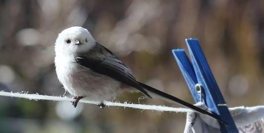 世界上最萌的鸟，像一只未断奶的小奶猫，人送外号“小肥啾”
