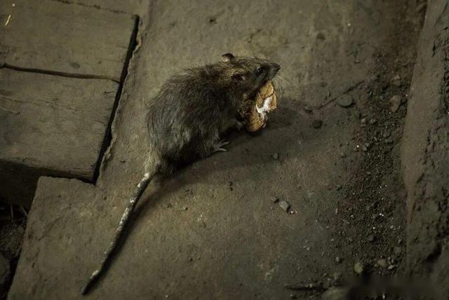 大量老鼠现身美国街头，饥饿导致出现异动，体型大的比狗还强壮