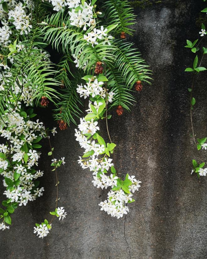 这4种爬藤花，爬墙而不伤墙，家里可以放心养！