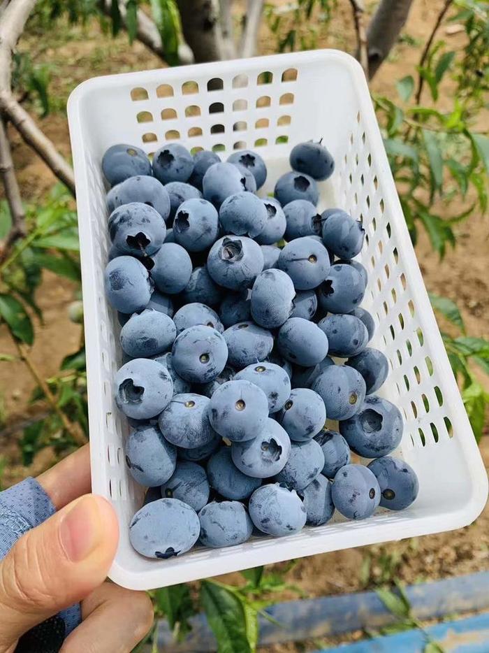 盆栽蓝莓6月该如何管理？防范鸟类侵袭，抓住3点措施，产量高又好