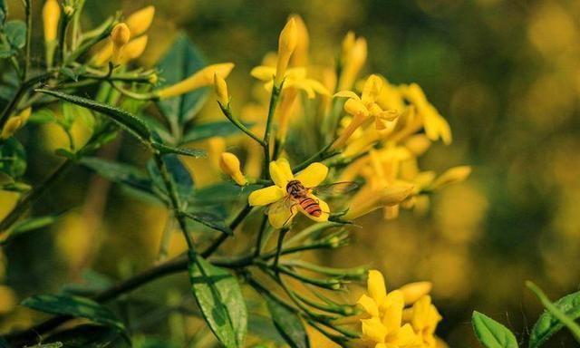 组图：初夏探春招蜂引蝶