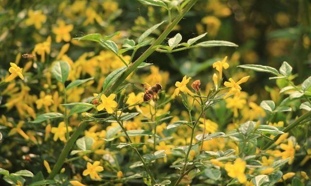 组图：初夏探春招蜂引蝶