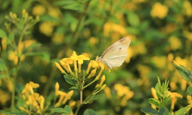 组图：初夏探春招蜂引蝶