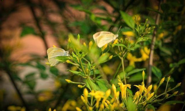 组图：初夏探春招蜂引蝶