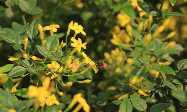 组图：初夏探春招蜂引蝶