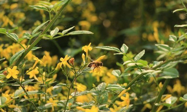 组图：初夏探春招蜂引蝶