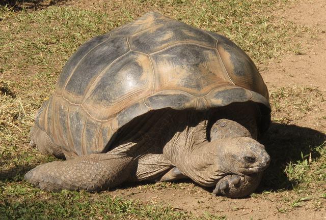 世界上最长寿的5种生物，乌龟排名第四，第一可永生