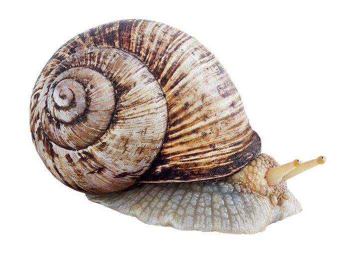 蜗牛是世界上牙齿最多的动物，有26000多颗牙齿，但无法咀嚼食物