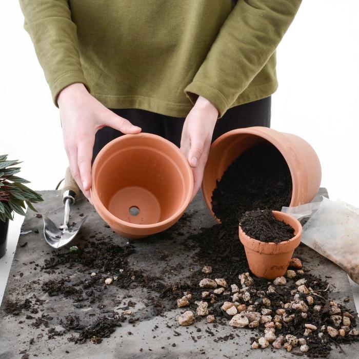 陶盆、陶瓷盆、塑料盆哪种好？用错花盆植物容易挂，特别是乱换盆