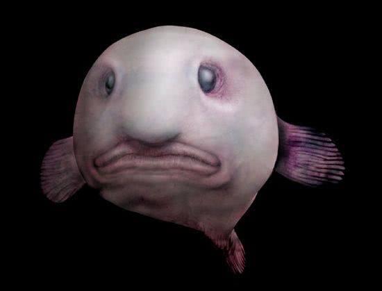 神奇的深海怪鱼，从未见过深海动物大全，看看你见过几种