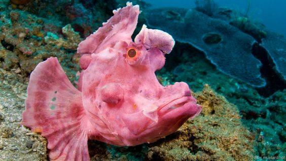 神奇的深海怪鱼，从未见过深海动物大全，看看你见过几种