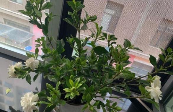 想养水培栀子花，方法用对，后期更好养，生长开花样样行