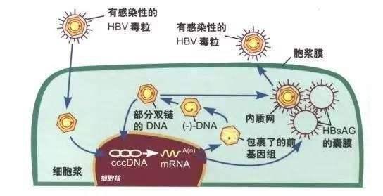 乙肝在研新药ENOB-HB-01，97%受感染细胞凋亡，不损伤正常细胞