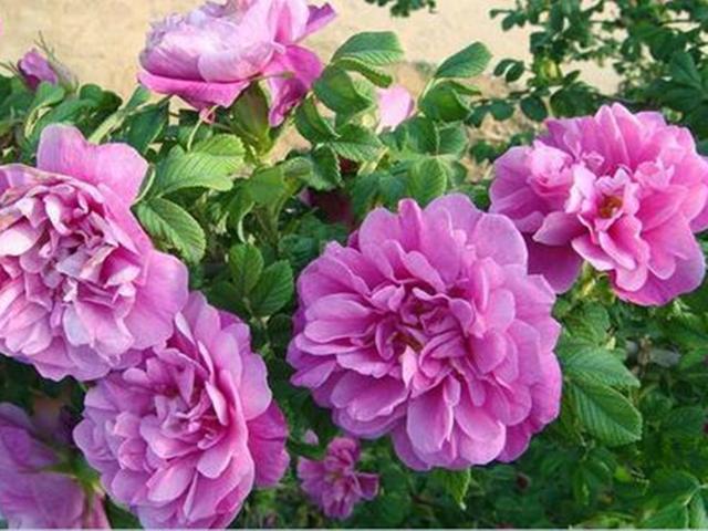 可观赏可食用的玫瑰花，盆栽很容易不开花