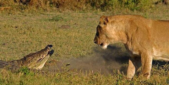 狮子不愧是群体捕猎能手，三下五除二就剥掉了鳄鱼皮享用美餐