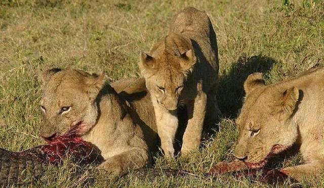 狮子不愧是群体捕猎能手，三下五除二就剥掉了鳄鱼皮享用美餐