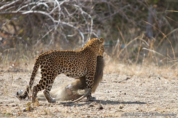 以豹为参照，比较山魈、狒狒和大猩猩的实力