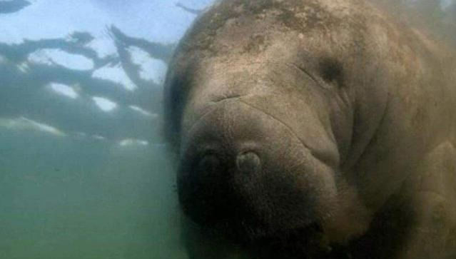 因为肉太好吃，人类就开始了罪恶的行动，从发现到灭绝仅26年