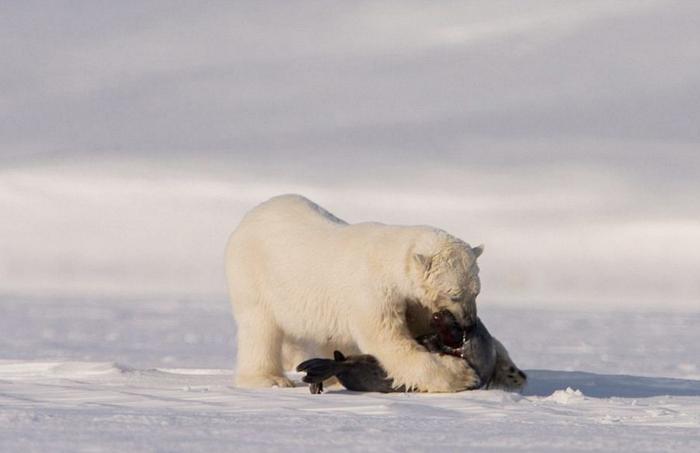 北极熊vs东北虎，究竟谁才是高纬度地区战斗力最强的？