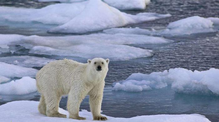 北极熊vs东北虎，究竟谁才是高纬度地区战斗力最强的？